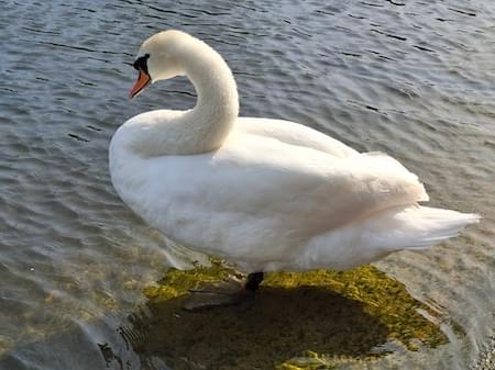 Swan on the Serpentine