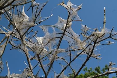 Catterpillars Webs