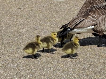 Goslings