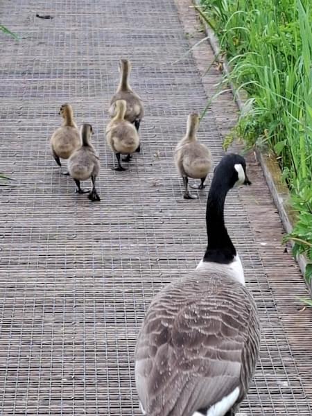 Mum shepherding her goslings