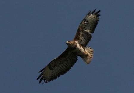 Buzzard over Croft Close, Waverton