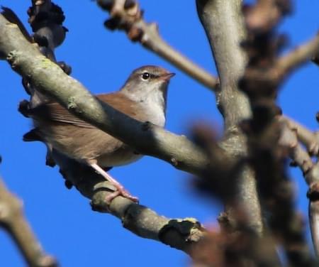 Cettis Warbler