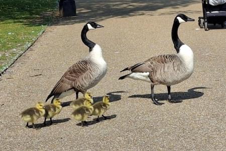 Canada Geese