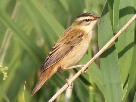 Sedge Warbler