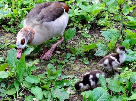 Egyptian Goose