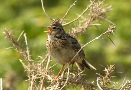 Skylark