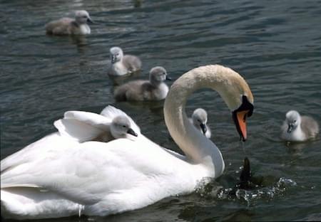 Pen Swan protecting a cygnet