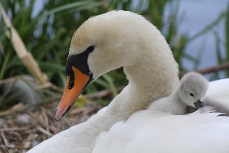 Swan and cygnet