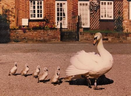 Swans walk through Christleton