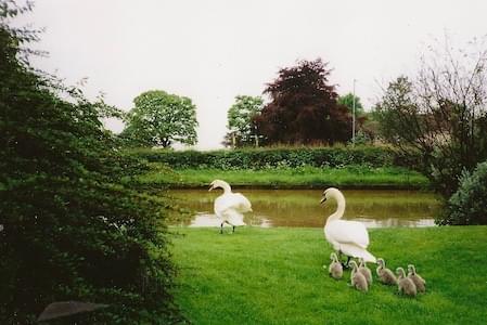 Wans going onto the Canal in Christleton