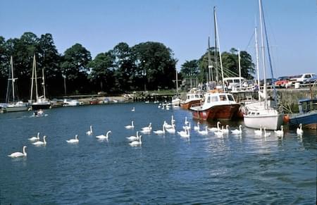 Swans in Caernarvon