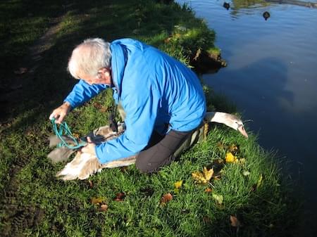 Swan Ringing