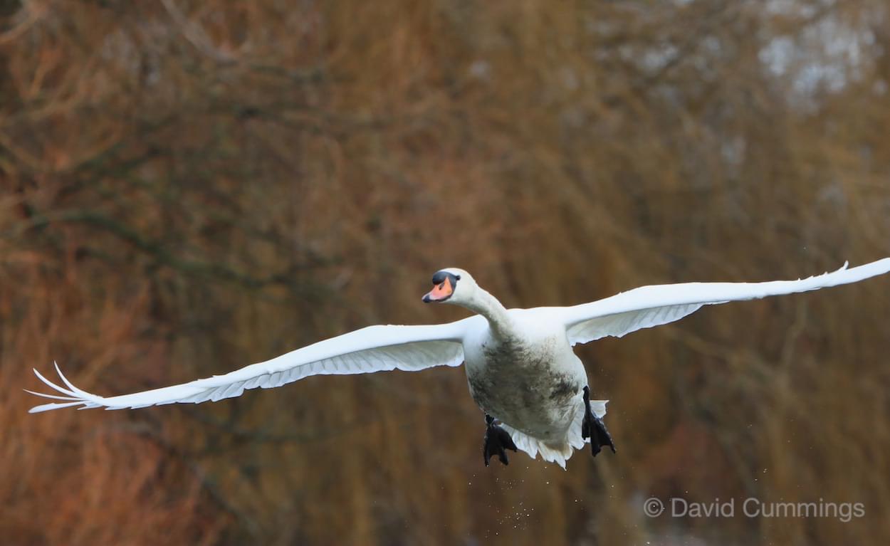 Swan in flight