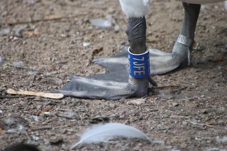 Swan ringed near Welshpool