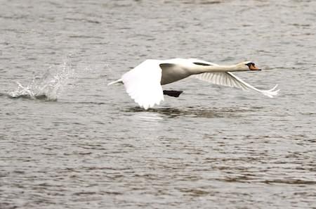 Swan in flight