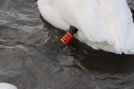 Swan ringed in the Midlands