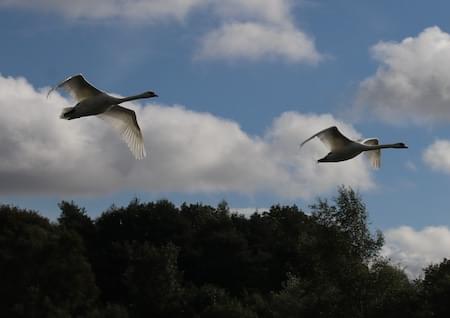 Swans in flight