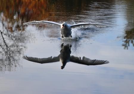 Coming in to land