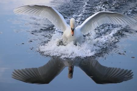 Swan landing on water