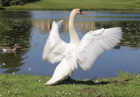 Swan drying flight feathers