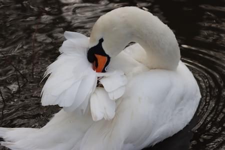 Swan preening