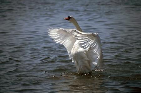 Swan drying flight feathers on the water