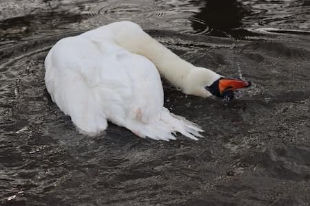 Swan bathing