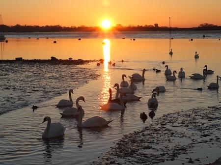 Swan flock at sunset