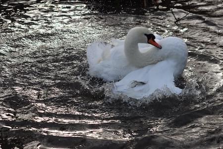 Swan bathing