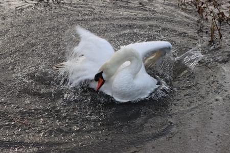 Swan bathing