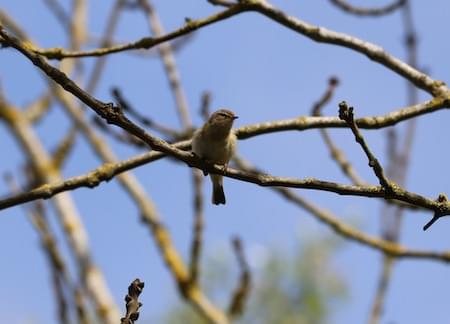 Chiff Chaff