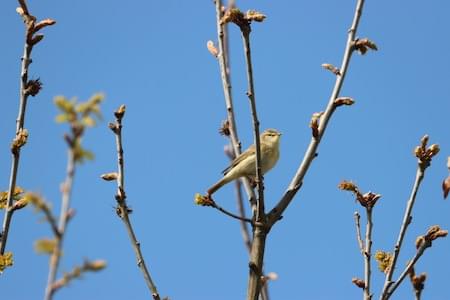 Willow Warbler