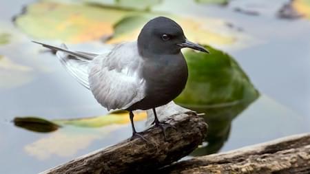 Black Tern