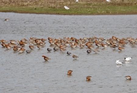 Spotted Redshank