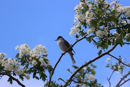 Black Cap