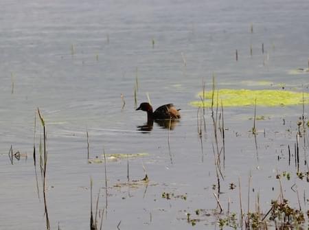 Little Grebe