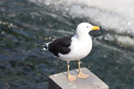 Greater Black Backed Gull