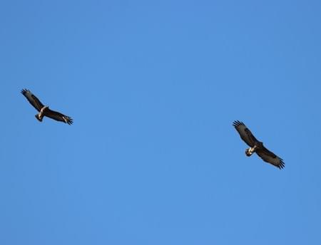 Buzzards over Croft Close Waverton