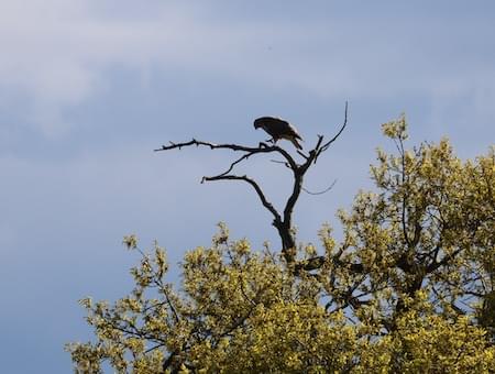 Buzzard feeding