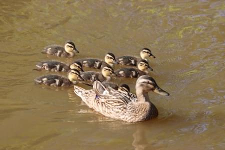 Mallard and Young