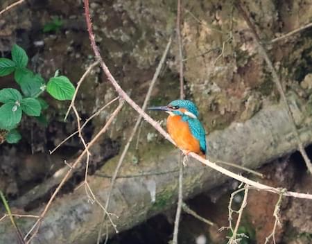 Kingfisher