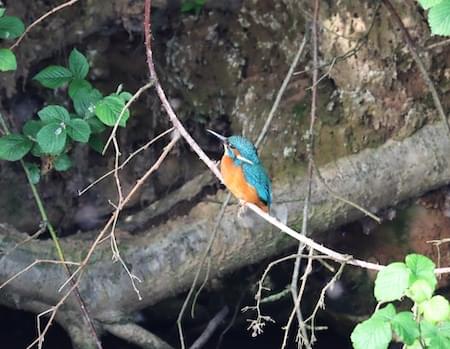 Kingfisher