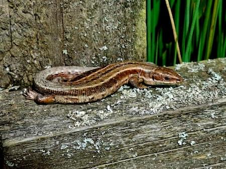 Common Lizard