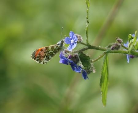 Orange Tip Male