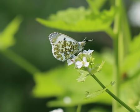 Orange Tip Female