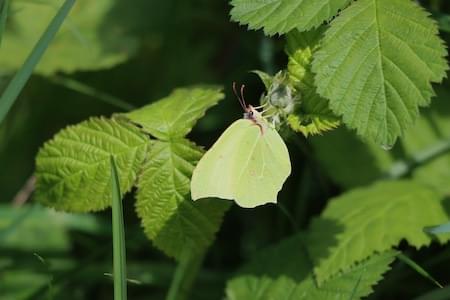 Brimstone Male