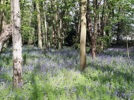 Bluebell Wood