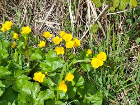 Marsh Marigold