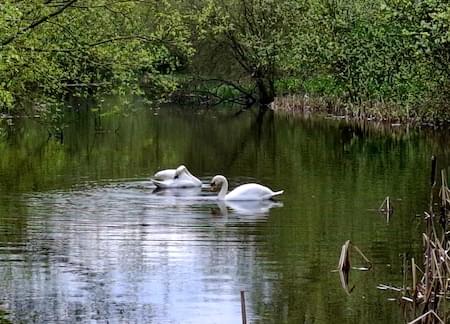 Sewans at Walk Mill