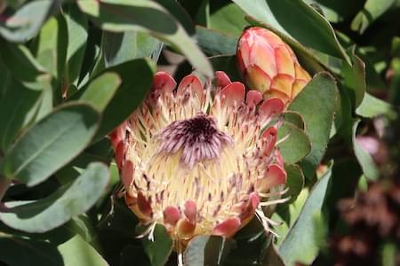 South Africa border Protea